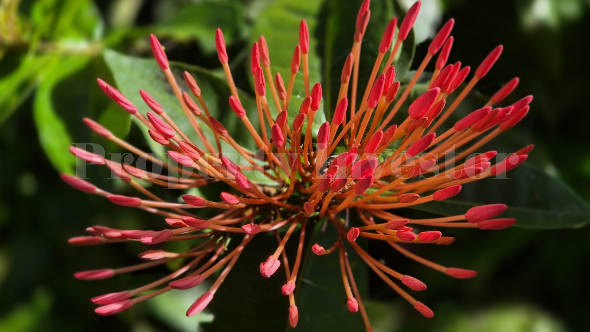 Zopango Orchids Island — Self-Sufficient 2 Acre Private Eco Island for Sale in Lake Cocibolca, Nicaragua