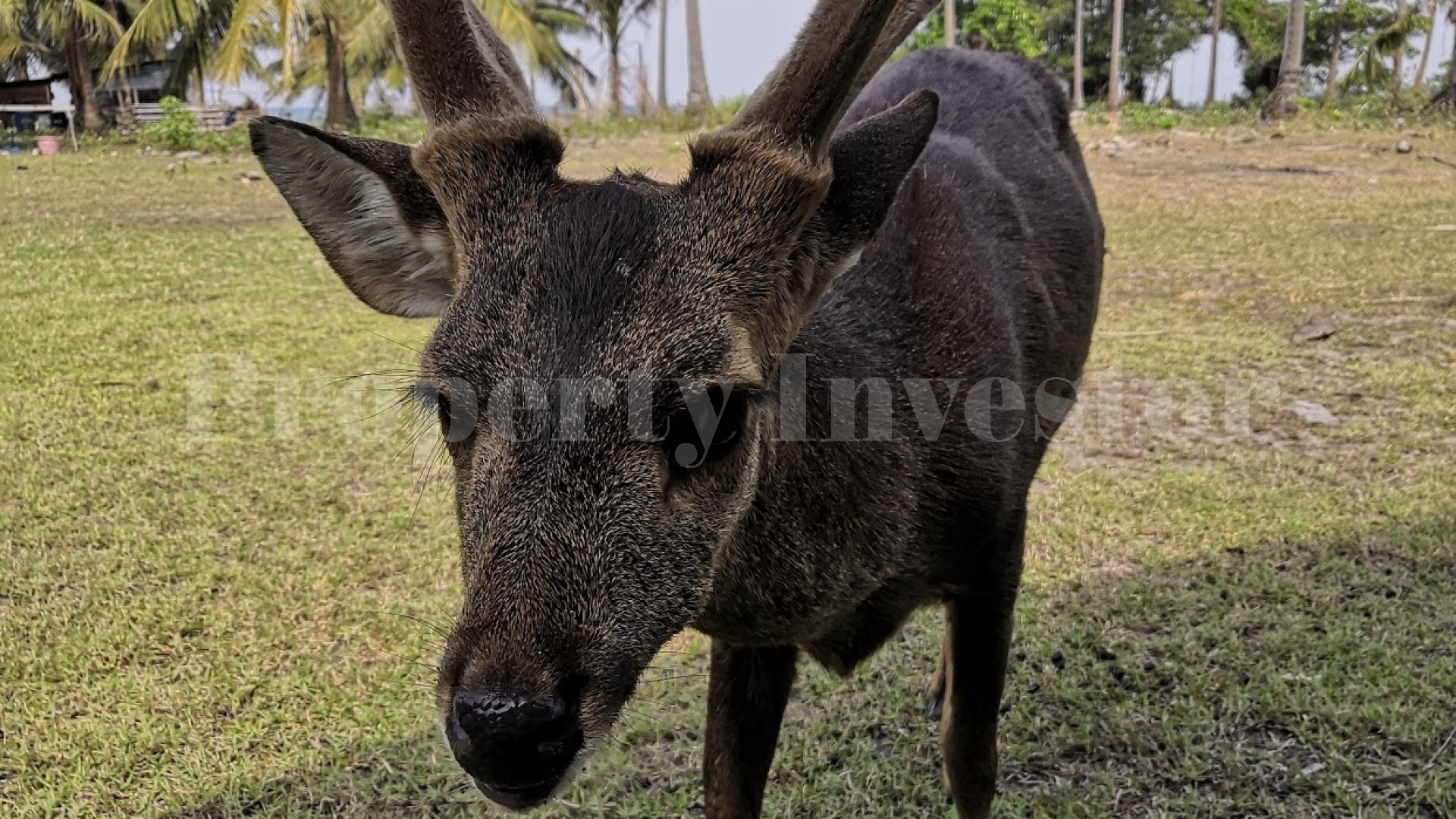 Большой тропический остров 192 гектара под коммерческое развитие или частную резиденцию в Тайланде