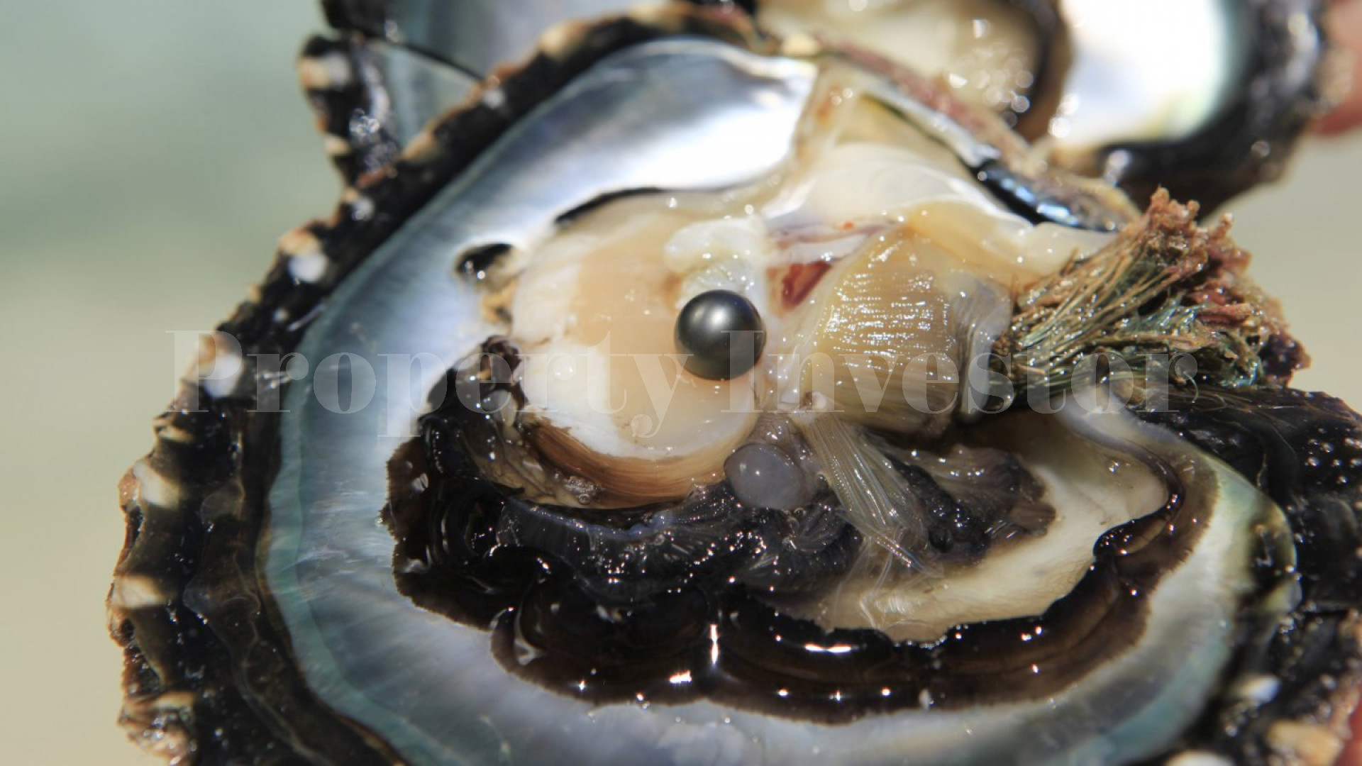 Magnificent 7.12 Hectare Private Virgin Island for Sale in French Polynesia