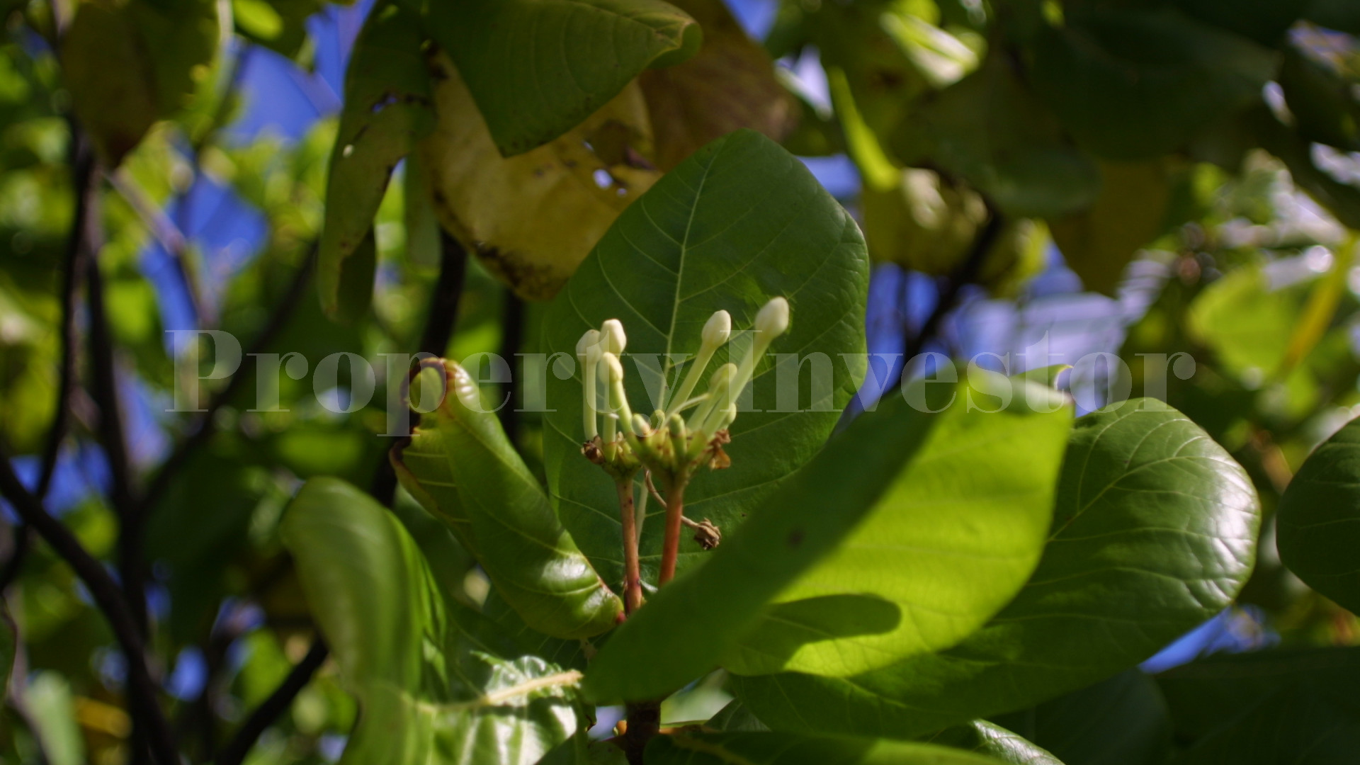 Secluded 12+ Hectare Private Virgin Island Paradise for Sale in Arutua Atoll, French Polynesia