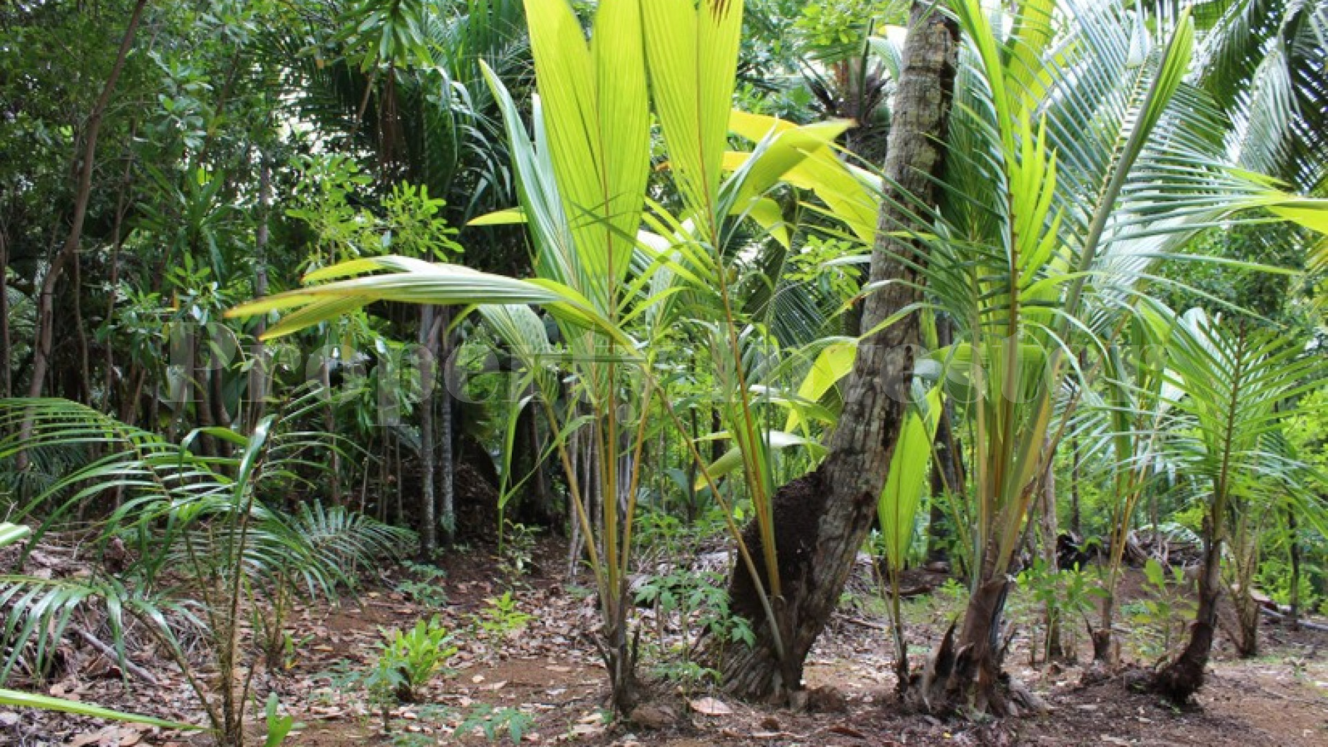 Участок земли 36,8 соток с потрясающим видом на море на о.Ла-Диг, Сейшелы