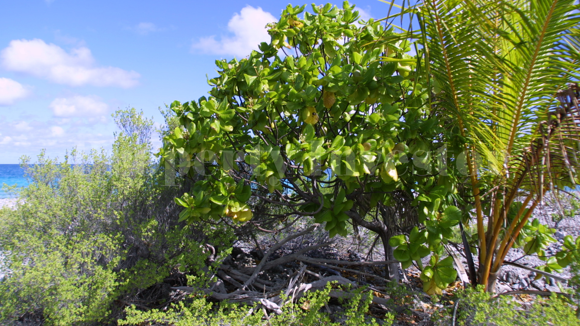 Secluded 12+ Hectare Private Virgin Island Paradise for Sale in Arutua Atoll, French Polynesia