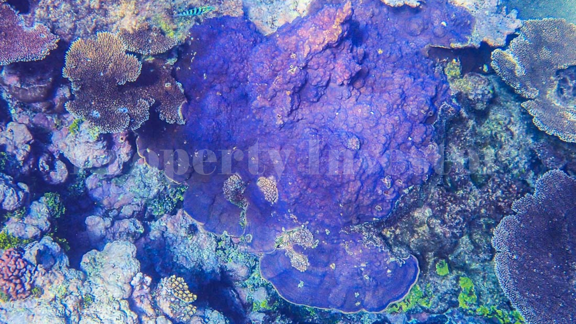 Absolutely Sublime 13 Hectare Private Virgin Island with Incredible Lagoons for Sale in Tonga