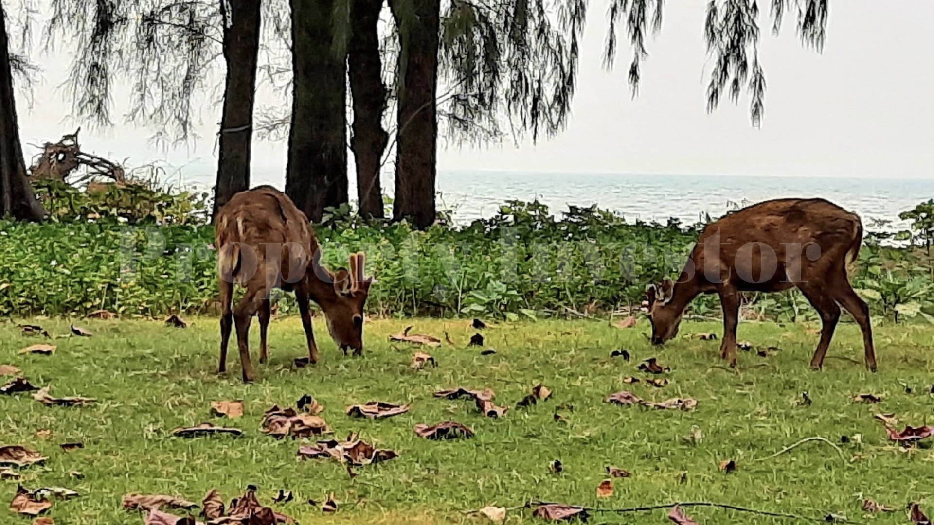 Большой тропический остров 192 гектара под коммерческое развитие или частную резиденцию в Тайланде
