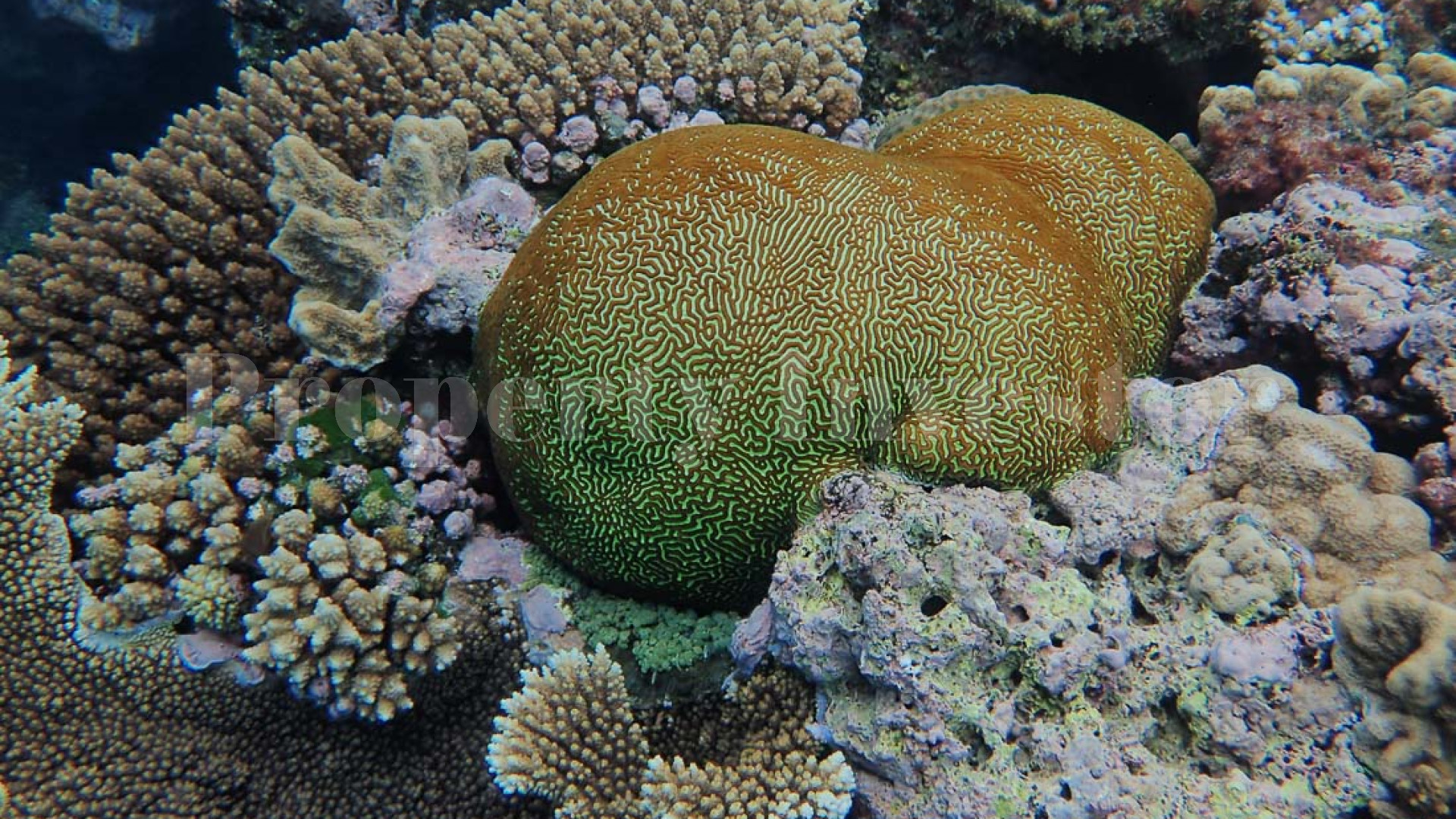 Absolutely Sublime 13 Hectare Private Virgin Island with Incredible Lagoons for Sale in Tonga